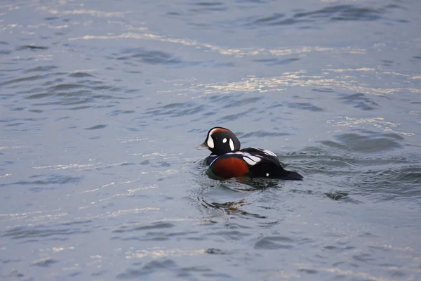 Male Harlequin Duck (histrionicus histrionicus) — Stock Photo, Image