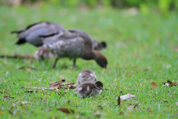 Australian Wood Ducks (Chenonetta Jubata) at Royal National park — Stock Photo, Image