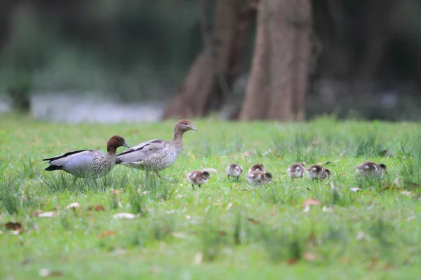 Australian Wood Ducks (Chenonetta Jubata) at Royal National park — Stock Photo, Image