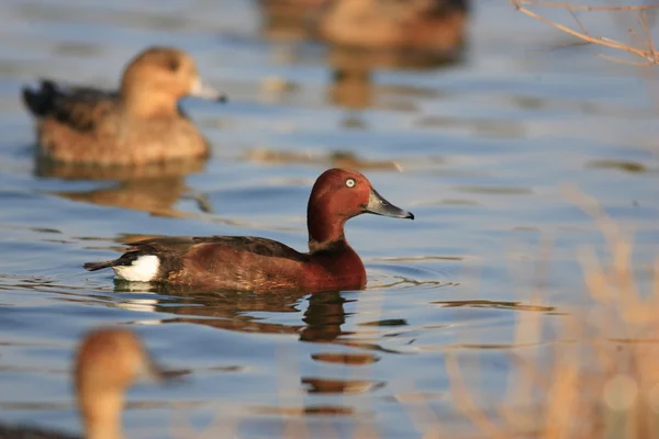 Ferruginous Duck (Aythya nyroca) in water — Stock Photo, Image
