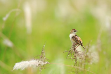 Yelpazekuyruk Cisticola (Cisticola juncidis) Japonya'da
