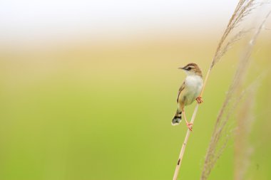Yelpazekuyruk Cisticola (Cisticola juncidis) Japonya'da