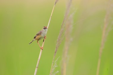 Yelpazekuyruk Cisticola (Cisticola juncidis) Japonya'da