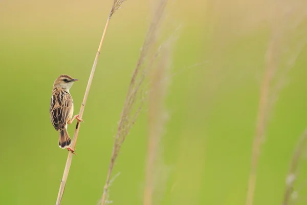 Zitting Cisticola (Cisticola juncidis) en Japón —  Fotos de Stock