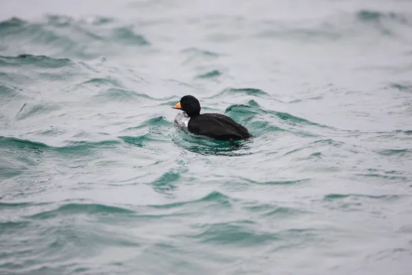 Black Scoter (Melanitta nigra americana) em Hokkaido, Japão — Fotografia de Stock