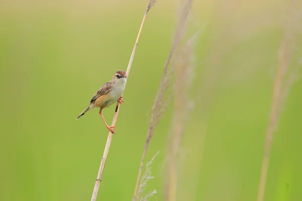 Zitting Cisticola (Cisticola juncidis) 在日本 — 图库照片