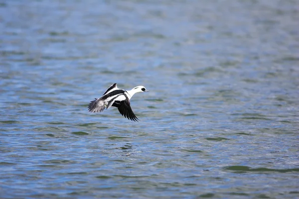 Homem de Smew - Mergellus albellus — Fotografia de Stock