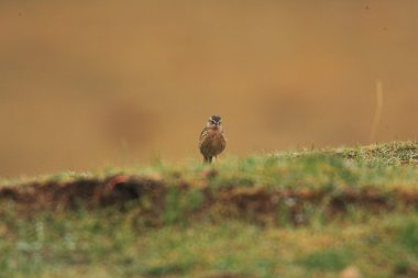 Kuzey Çin'deki pembe incir kuşu (Anthus roseatus)