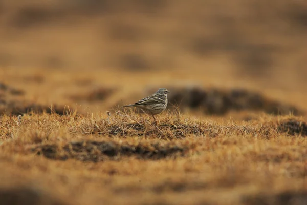 Rosy Pipit (Anthus roseatus) no norte da China — Fotografia de Stock