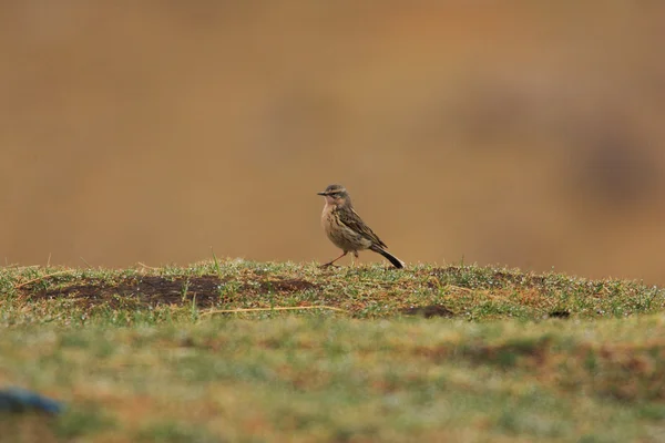 Świergotek różowe (Anthus roseatus) w północnej części Chin — Zdjęcie stockowe