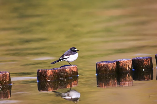 Giapponese Wagtail (Motacilla grandis) in Giappone — Foto Stock