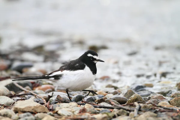 Giapponese Wagtail (Motacilla grandis) in Giappone — Foto Stock