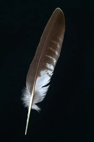 Birds feather — Stock Photo, Image