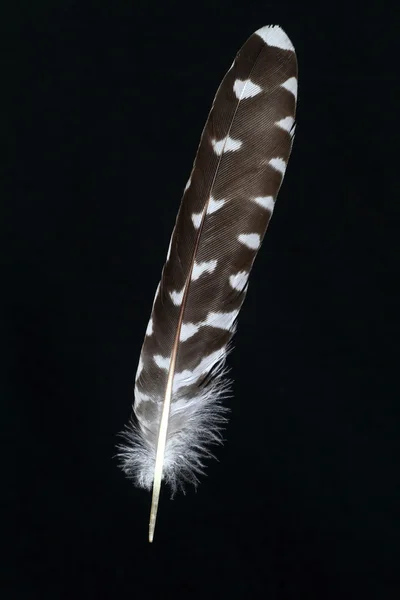 조류 깃털 — 스톡 사진