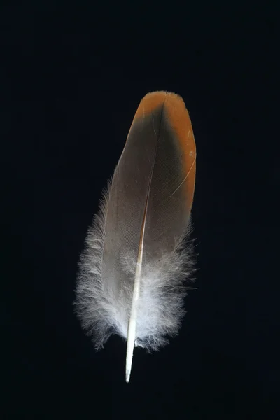 Penas de aves — Fotografia de Stock