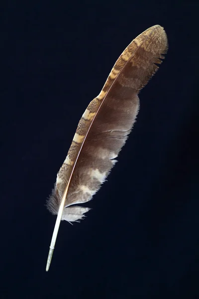 Pióro ptactwo — Zdjęcie stockowe