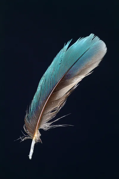 Pióro ptactwo — Zdjęcie stockowe