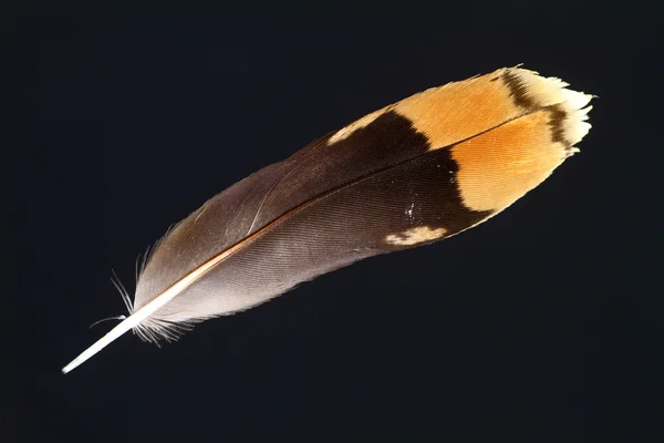 Birds feather — Stock Photo, Image