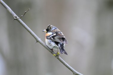 Dağ ispinozu (Fringilla montifringilla) Japonya'da