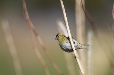 Kara başlı iskete (Carduelis spinus) Japonya'da