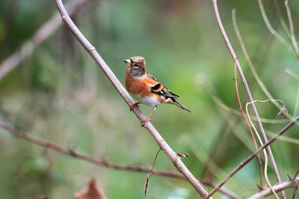 Brambling Fringilla montifringilla in Giappone — Foto Stock