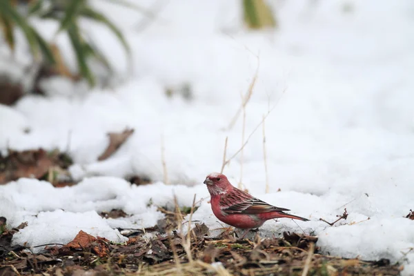 Rosefinch de Pallas (Carpodacus roseus) au Japon — Photo