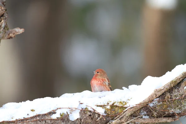 Pallas's Rosefinch (Carpodacus roseus) in Japan — Stock Photo, Image