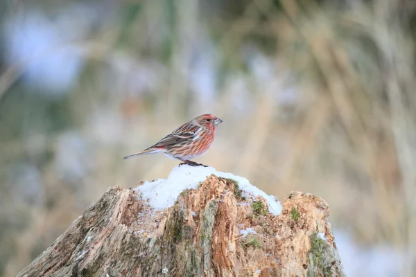 在日本的朱雀帕拉斯 （carpodacus 花) — 图库照片