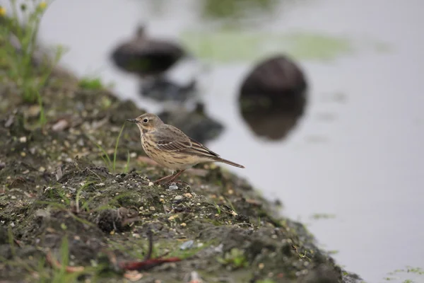 Pipit d'eau (Anthus spinoletta) au Japon — Photo