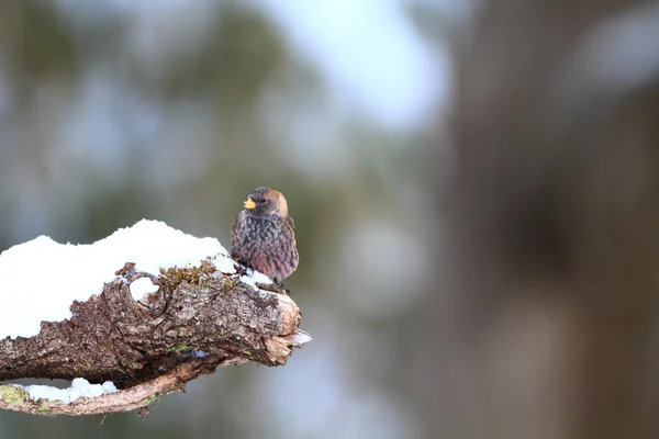 Pinzón rosado (Leucosticte arctoa) en Japón —  Fotos de Stock