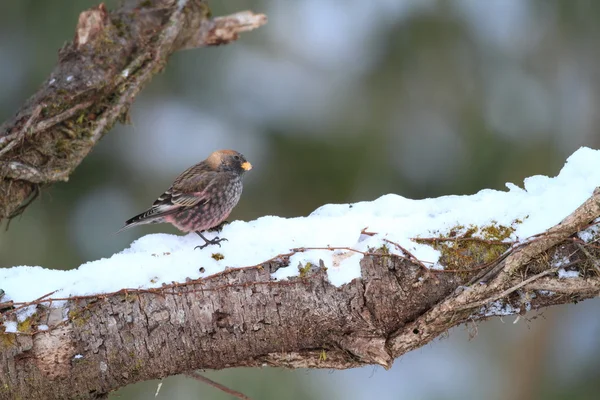 Pinzón rosado (Leucosticte arctoa) en Japón — Foto de Stock