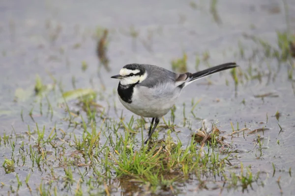 Coda bianca (motacilla alba lugens) in Giappone — Foto Stock