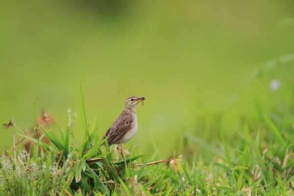 在棉兰老岛，菲律宾的稻田鹨 （corydalla rufula） — 图库照片