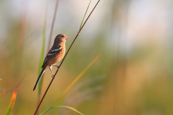 Long-tailed Rosefinch (Uragus sibiricus) in Japan — Stock Photo, Image