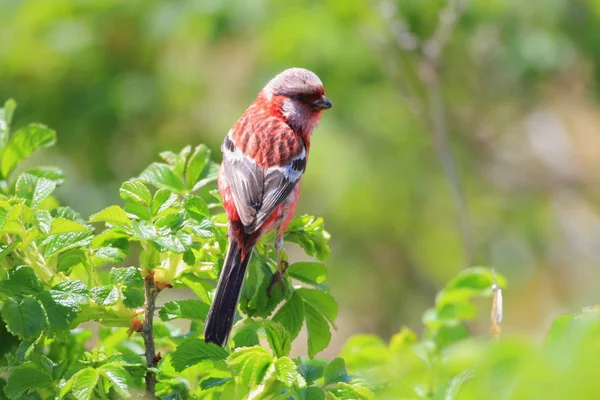 Dlouho sledoval Hýl rudý (Uragus sibiricus) v Japonsku — Stock fotografie