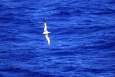 Kama kuyruklu shearwater (yelkovan kuşu pacificus) Japonya