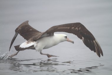 Nortn Japonya'da Laysan Albatros (Phoebastria immutabilis)