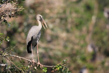 Asya Openbill leylek (Anastomus oscitans) Tayland