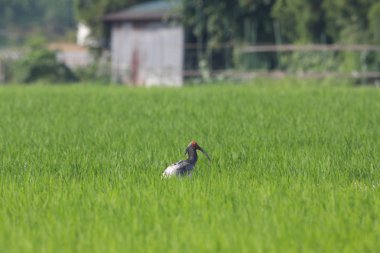 Tepeli Ibis Japonya nipponia nippon içinde