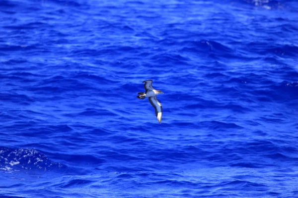 Wedge-tailed shearwater (Puffinus pacificus) in Japan — Stock Photo, Image