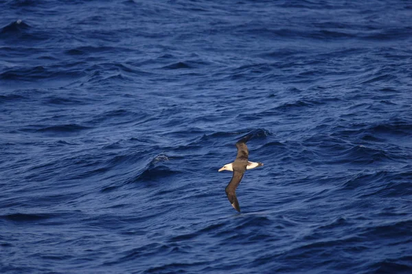 Albatross de Laysan (Phoebastria inmutabilis) en Nortn Japón — Foto de Stock
