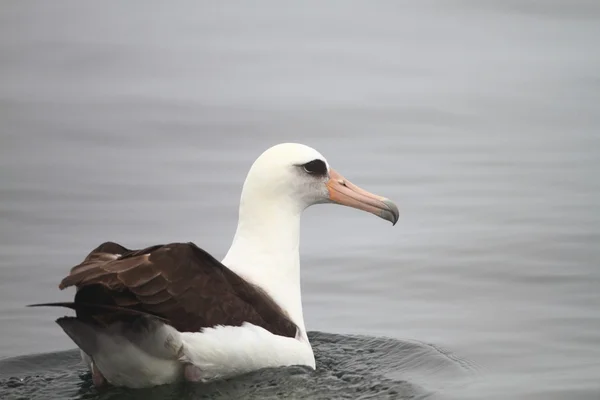 Nortn Japonya'da Laysan Albatros (Phoebastria immutabilis) — Stok fotoğraf