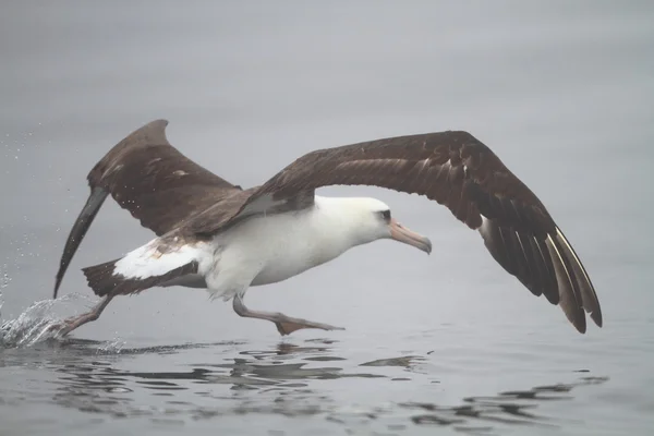Laysan Albatross (Phoebastria immutabilis) nel Giappone settentrionale — Foto Stock