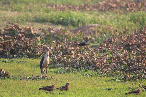 Lesser Adjutant bird, Leptoptilos javanicus, in　India — ストック写真
