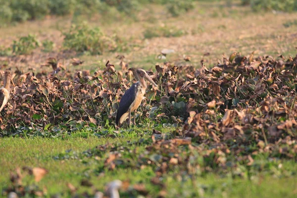 Petit oiseau adjudant, Leptoptilos javanicus, en Inde — Photo