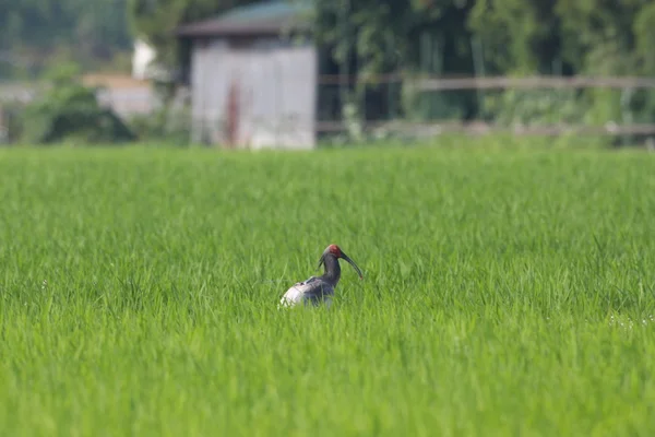 Crestado Ibis en Japón Nipponia Nippon — Foto de Stock
