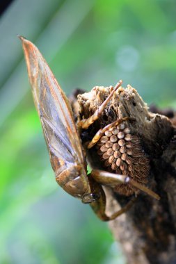 Dev su böcek (Lethocerus deyrollei) üst ve yumurta Japonya'da