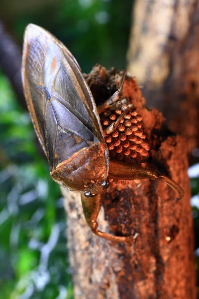 Reus water bug (Lethocerus deyrollei) ouder en eieren in Japan — Stockfoto