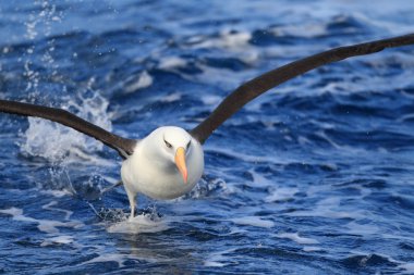 Campbell's Albatross (Thalassarche melanophris impavida) in flight clipart
