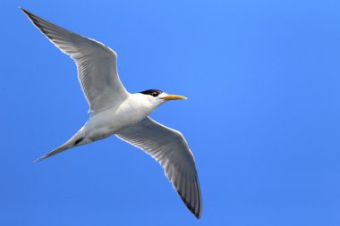 Büyük tepeli Avustralya uçan sumru (Sterna bergii)